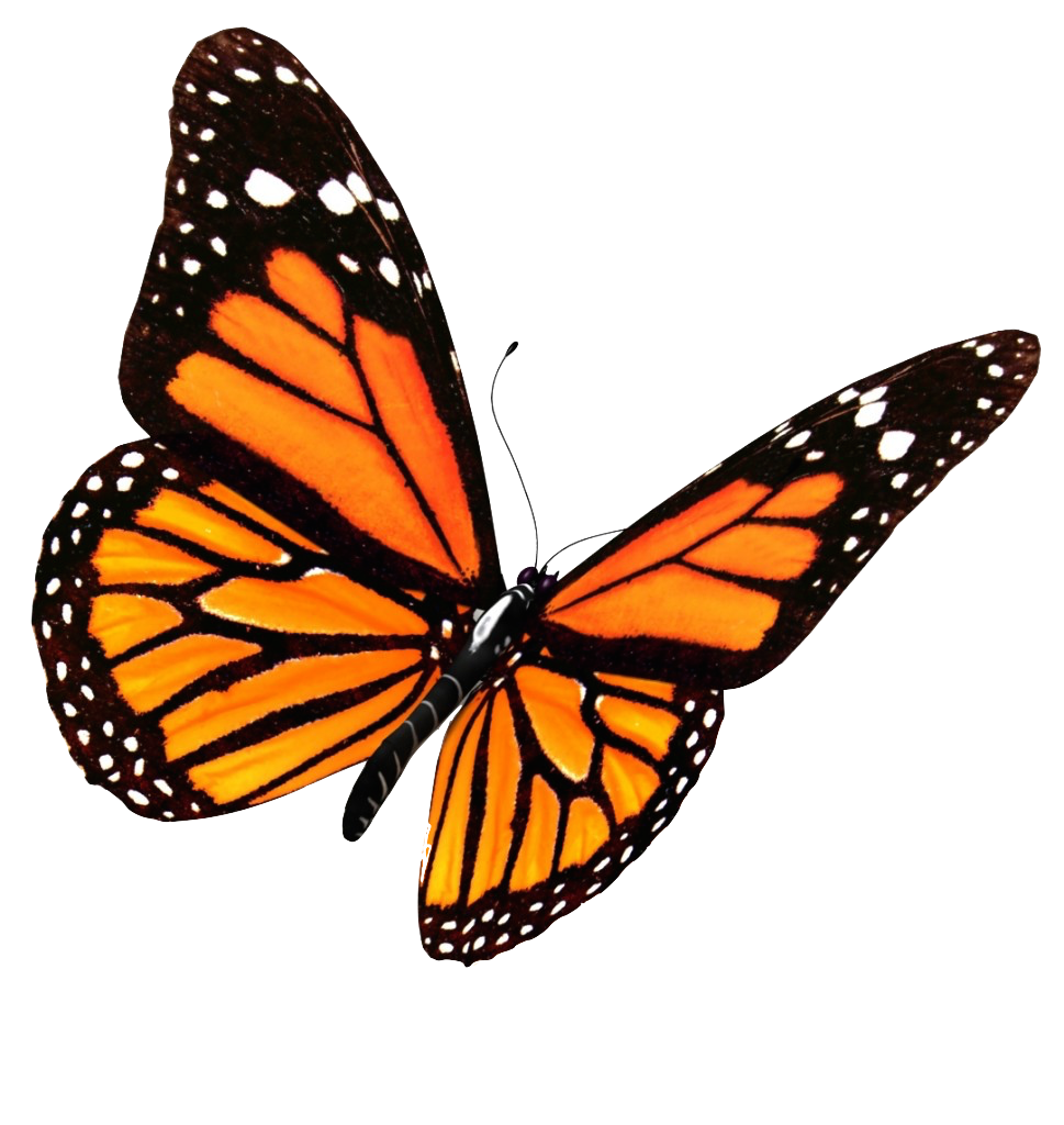 Download Flying Butterflies Transparent Image HQ PNG Image | FreePNGImg