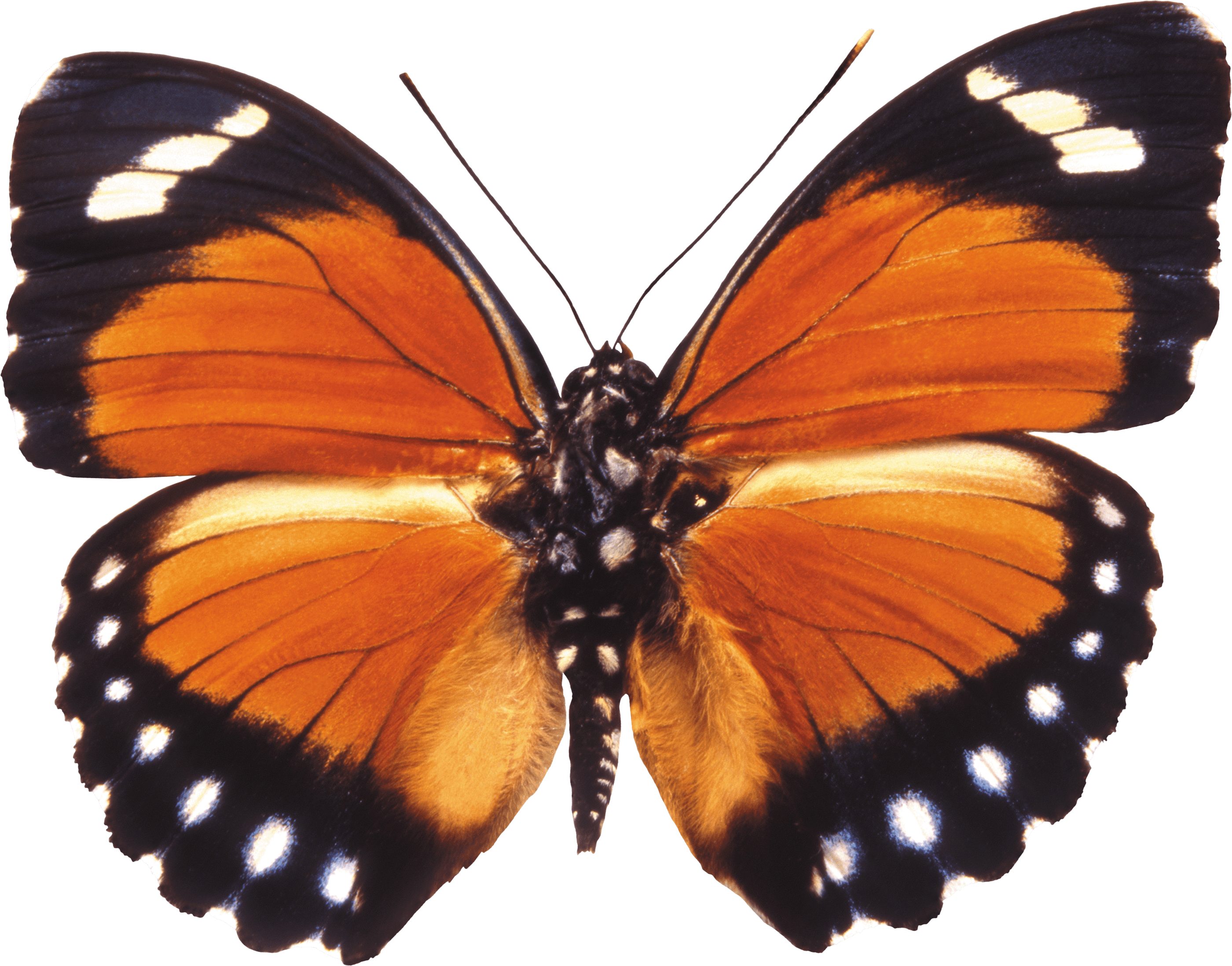 Download Butterfly Png Image HQ PNG Image | FreePNGImg