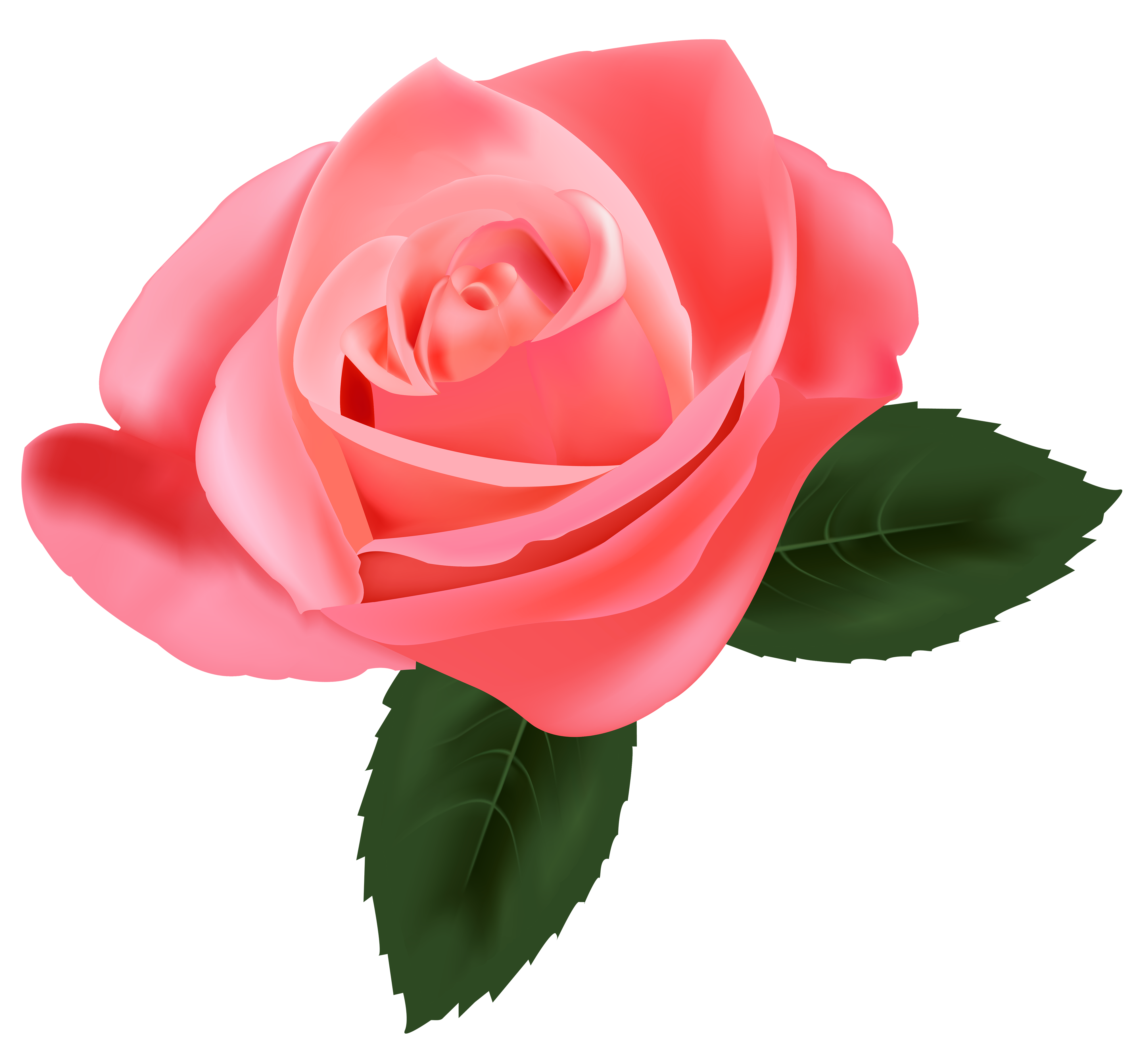Bunga Rose Pink Png