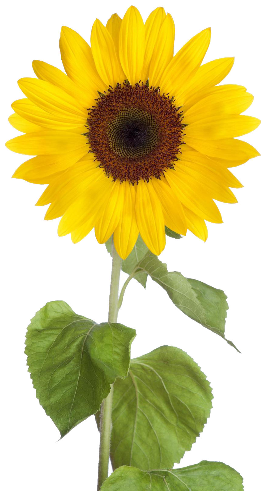 Download Sunflower Free Download HQ PNG Image | FreePNGImg