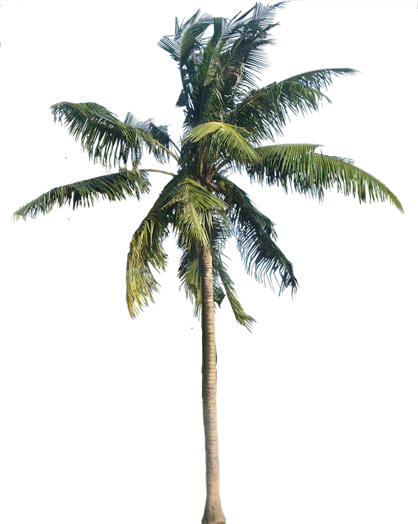 Download Coconut Tree Transparent HQ PNG Image | FreePNGImg
