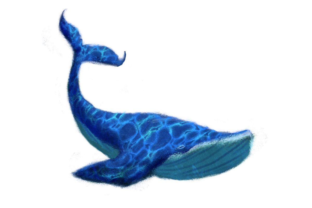 Download Blue Whale Transparent Image HQ PNG Image | FreePNGImg
