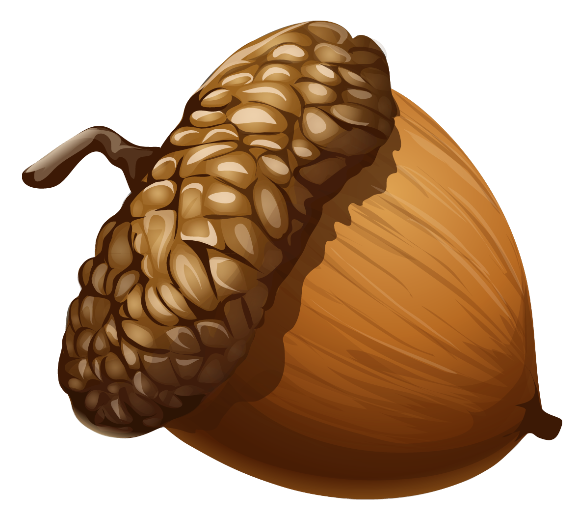 Acorn Free Clipart HD PNG Image