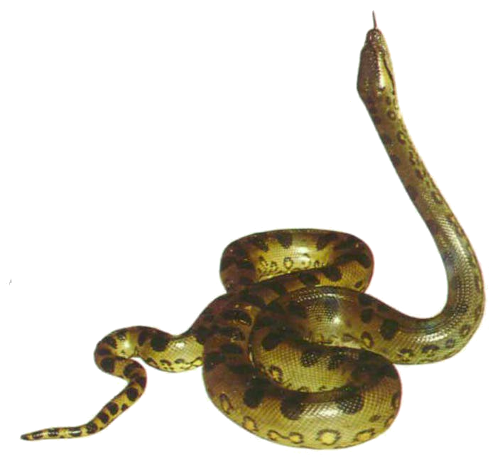Anaconda Picture PNG Image
