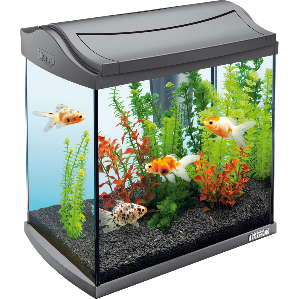Real Fish Tank Free Transparent Image HD PNG Image