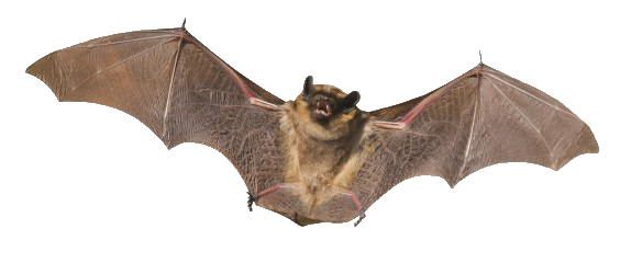 Bat Png PNG Image