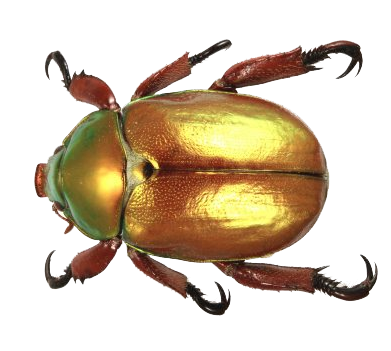 Beetle Free Png Image PNG Image