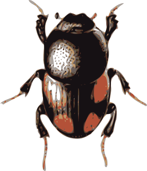Beetle Picture PNG Image