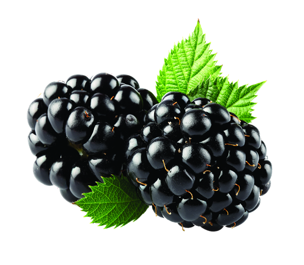 Blackberry Fruit Png Image PNG Image