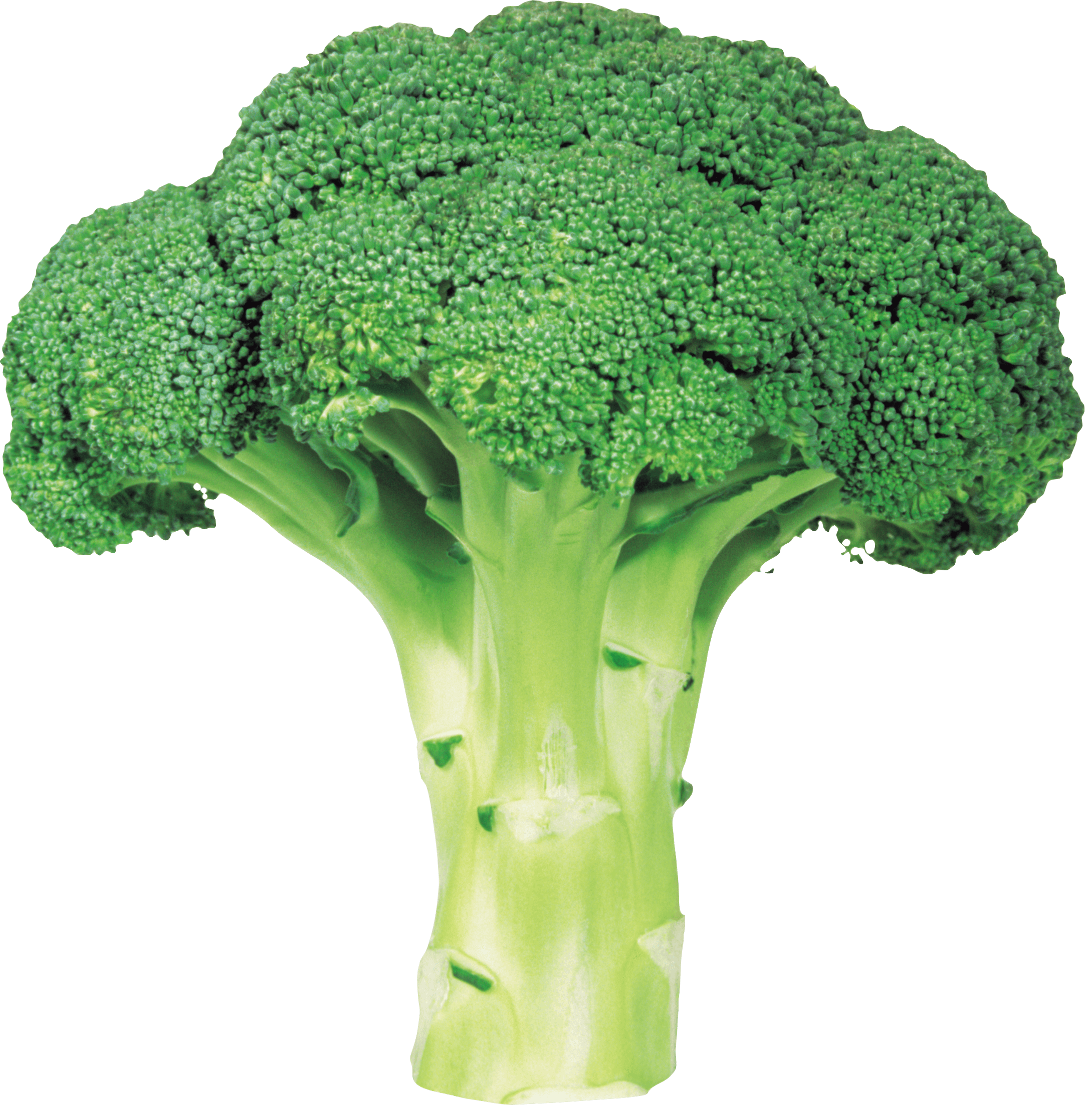 Broccoli Png Image With Transparent Background PNG Image