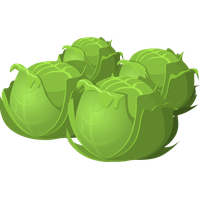 Download Cabbage Free PNG photo images and clipart | FreePNGImg