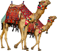 Camel Transparent Image PNG Image