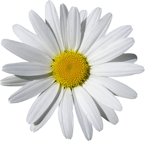 Camomile Png Image PNG Image
