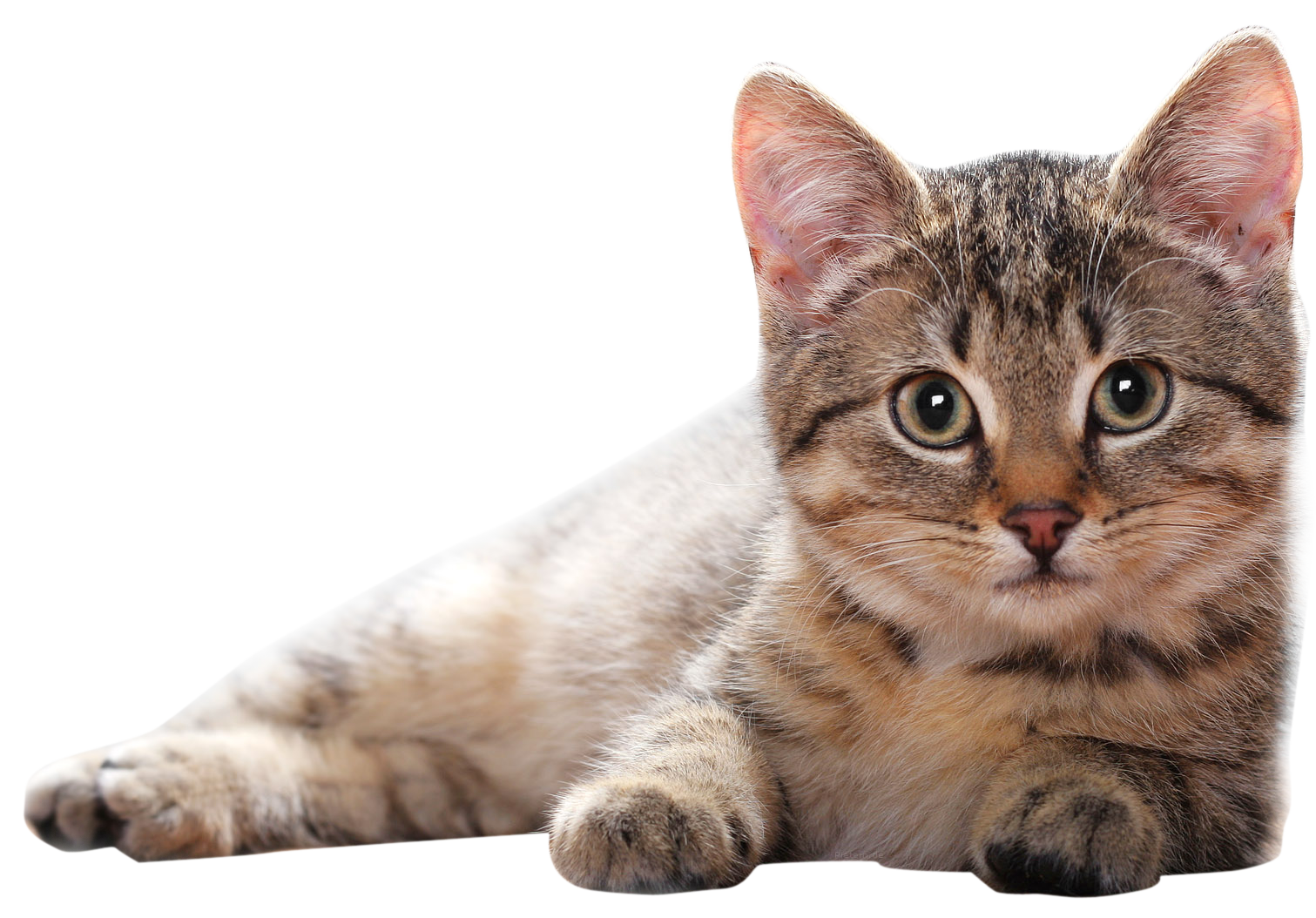Cat Clipart PNG Image