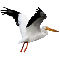 Pelican Image