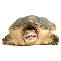 Snapping Turtle Image
