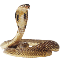 Anaconda Image