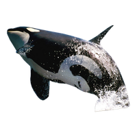 Killer Whale Image