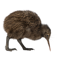 Kiwi Bird Image