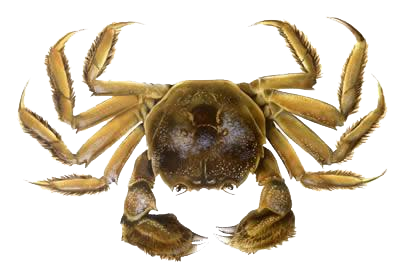 Crab Png Clipart PNG Image
