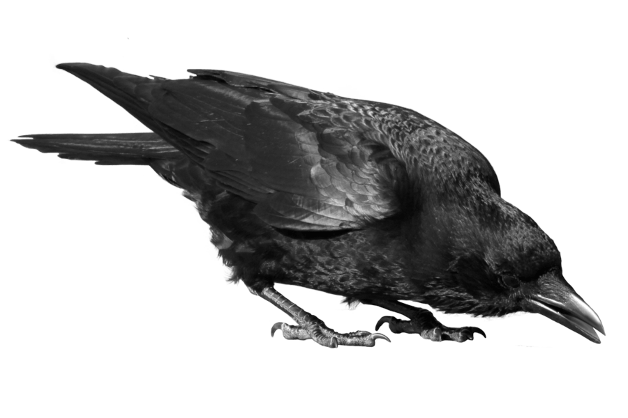 Black Crow Png Image PNG Image