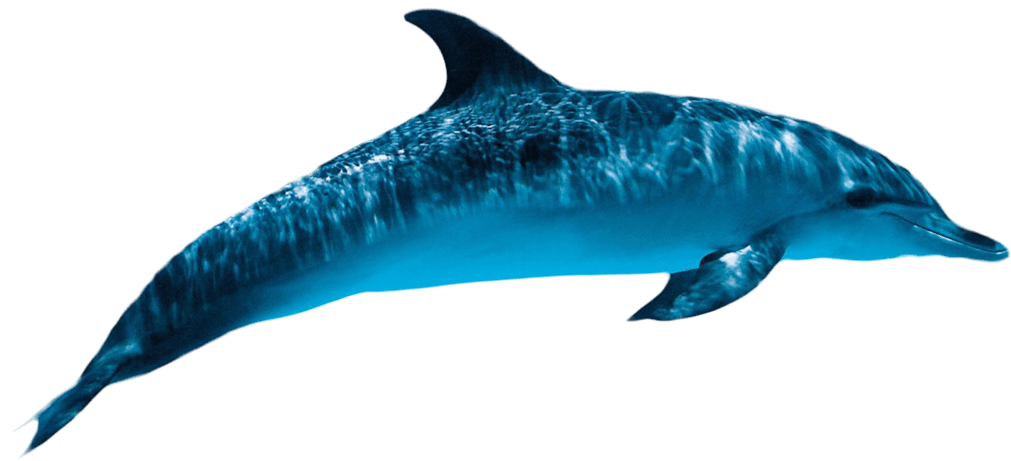 Dolphin Transparent PNG Image