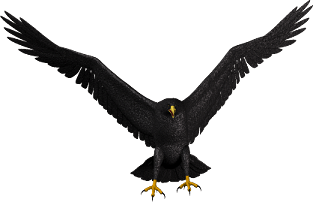 Bald Eagle Png Picture PNG Image