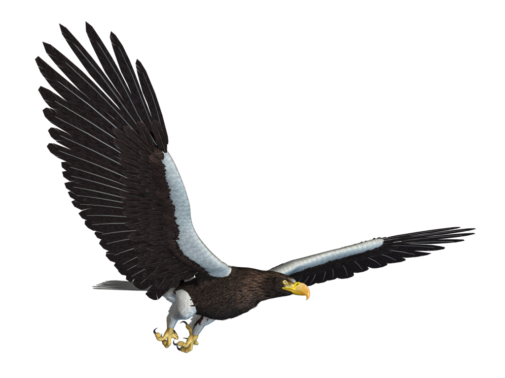 Eagle Png 12 PNG Image