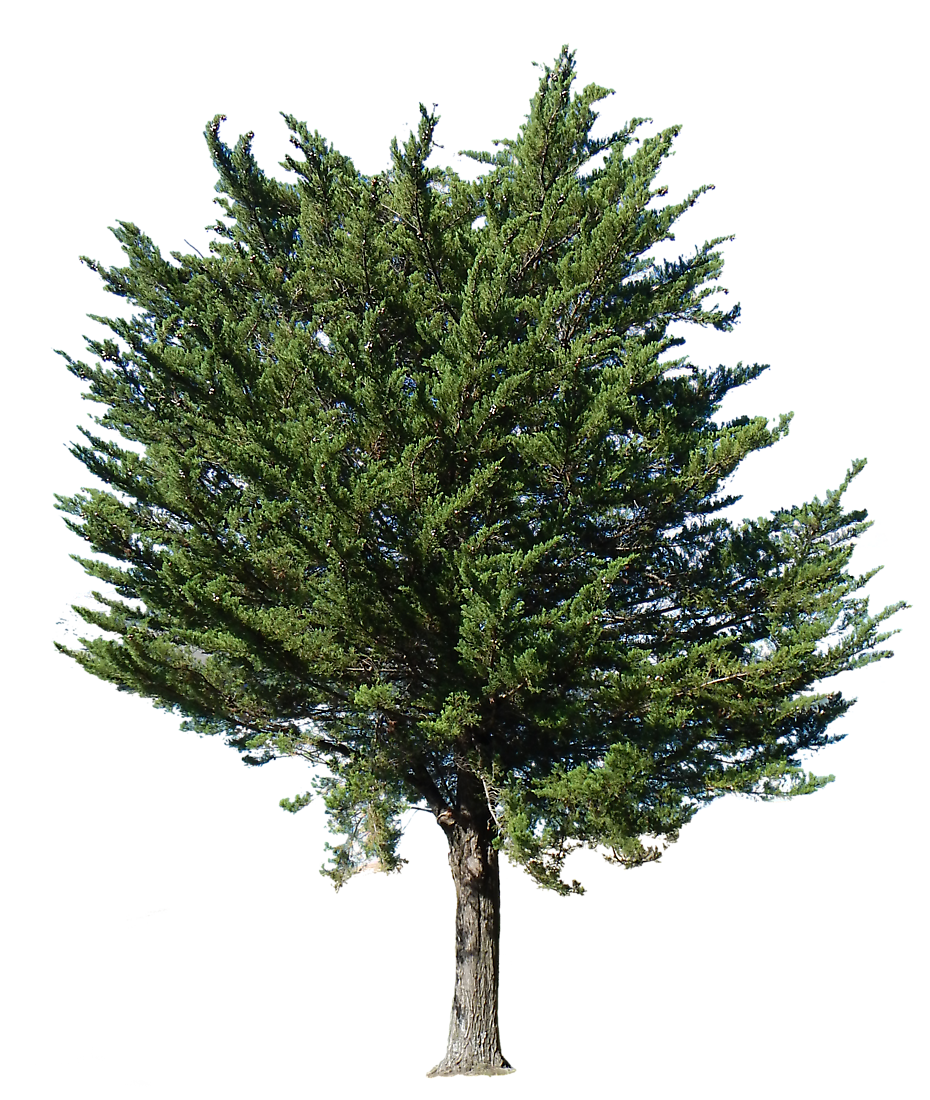 Fir-Tree Png Picture PNG Image