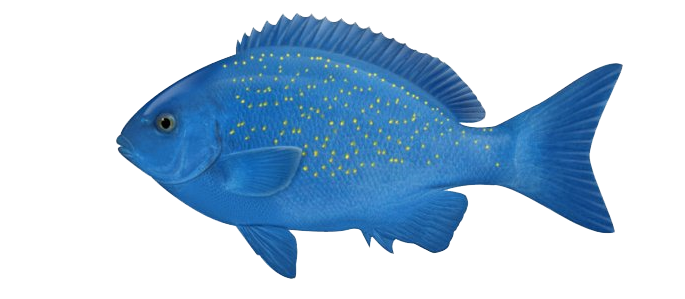 Ocean Fish Photos PNG Image
