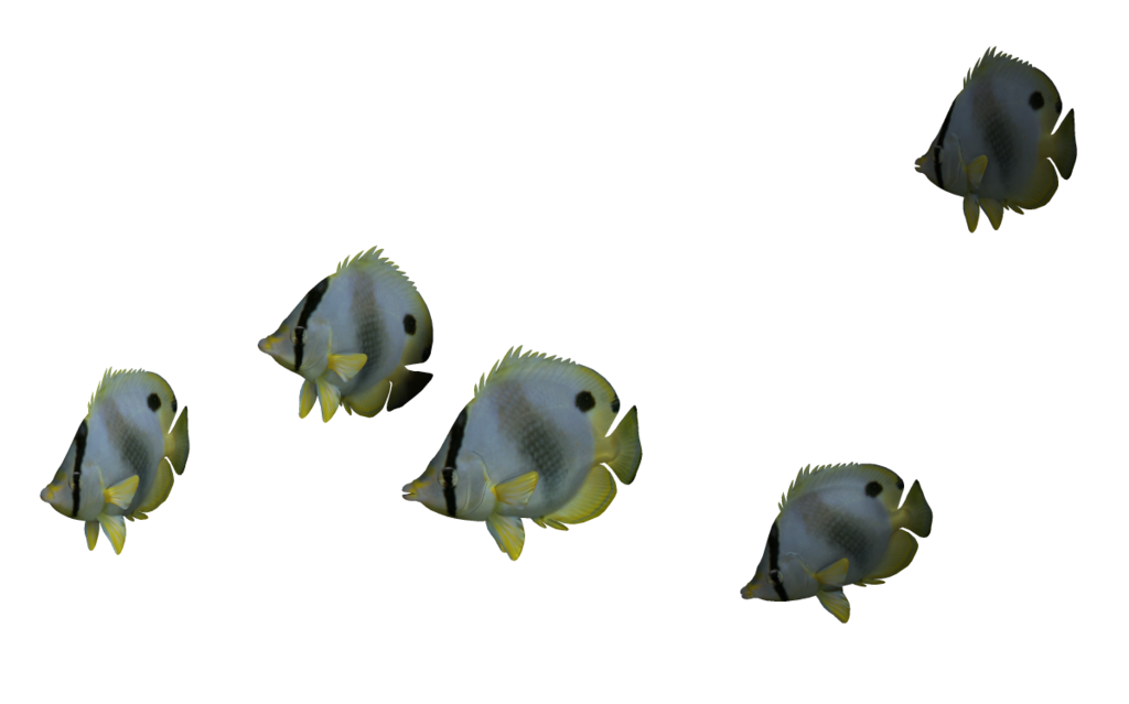 Ocean Fish File PNG Image