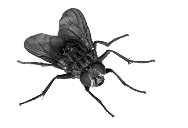 Flies Transparent PNG Image