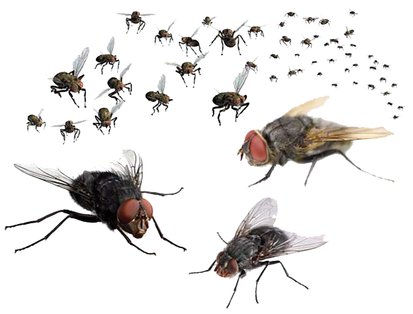 Flies Transparent Image PNG Image
