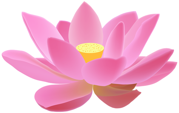 Pink Lotus Flower Download Free Image PNG Image