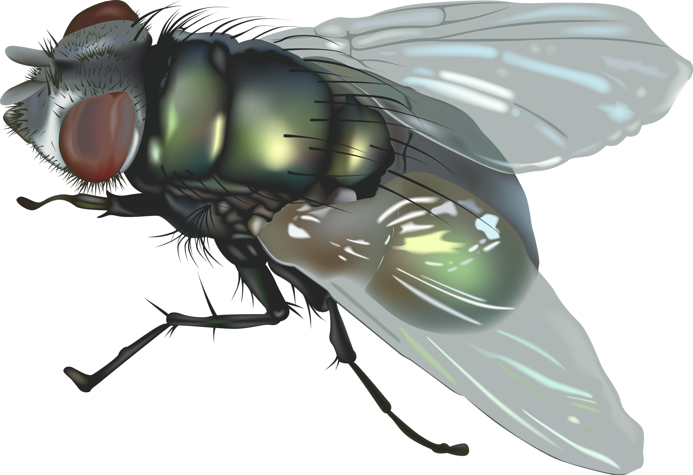 Fly Png 5 PNG Image