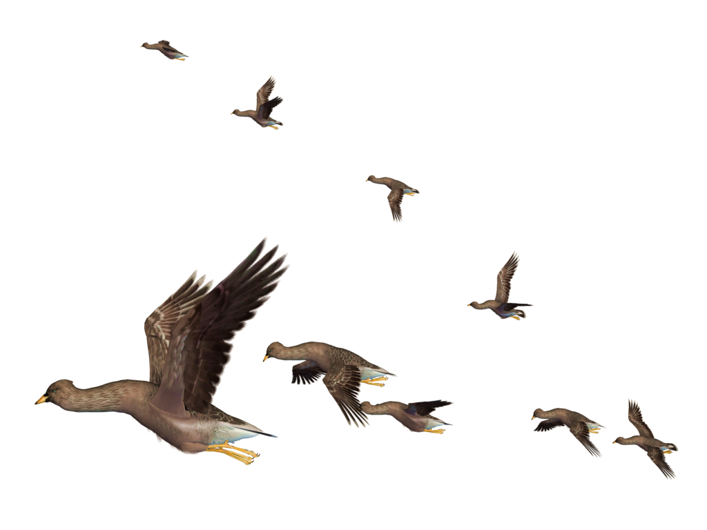 Flying Bird Clipart PNG Image