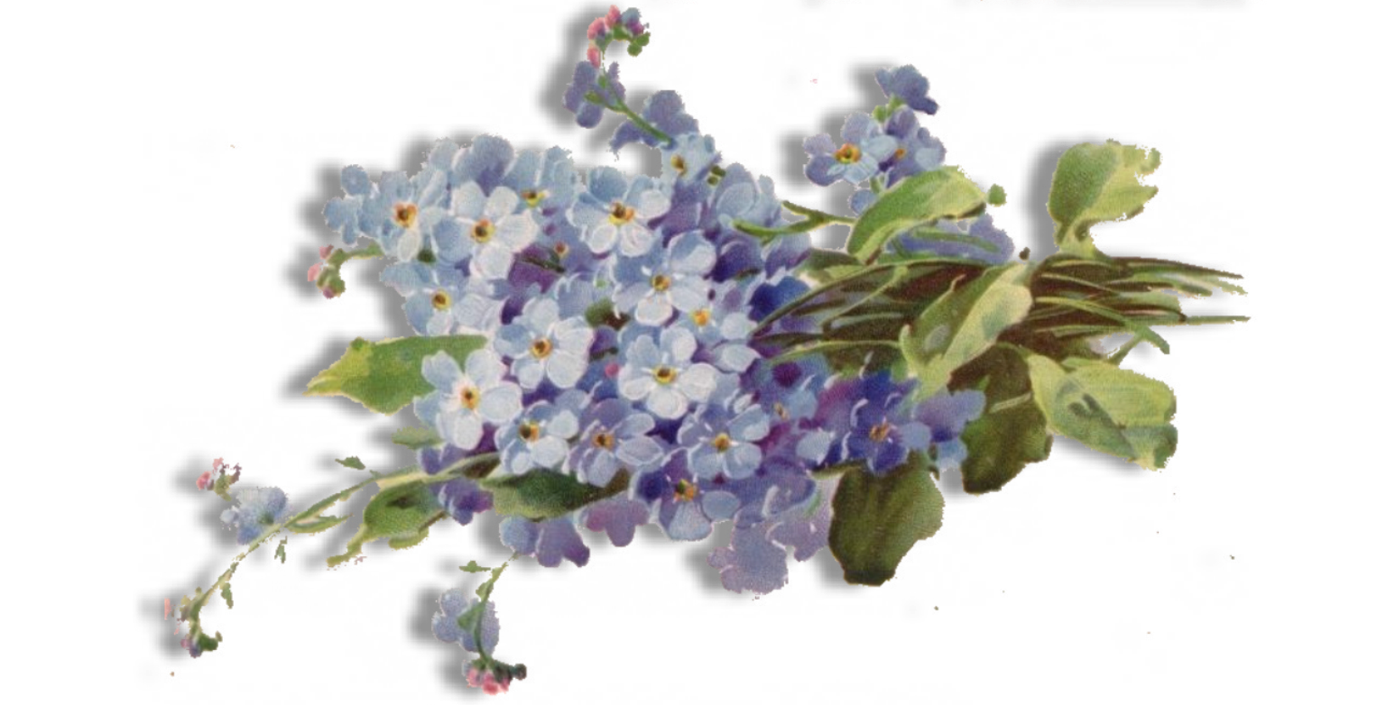 Forget Me Not Free Download PNG Image