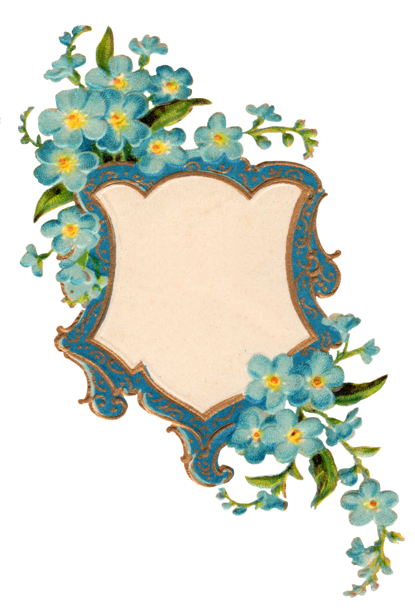 Forget Me Not Picture PNG Image