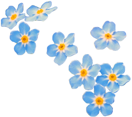 Forget Me Not Transparent PNG Image