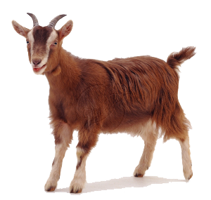 Goat Free Png Image PNG Image