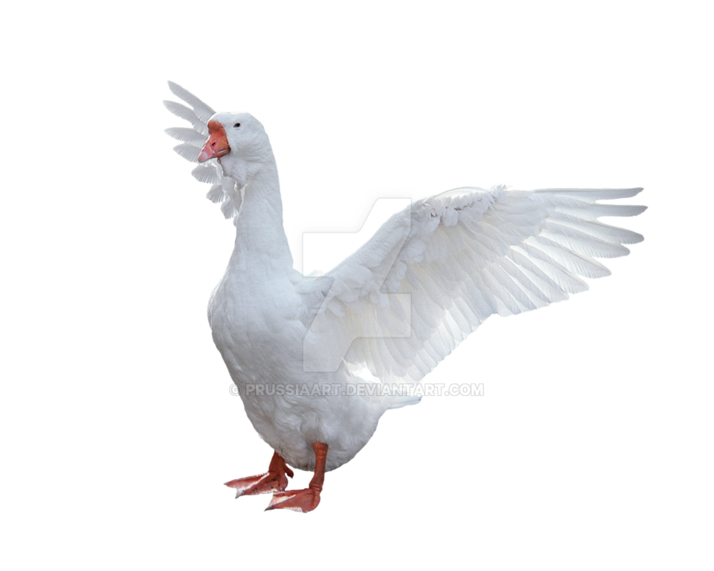 Goose Picture PNG Image