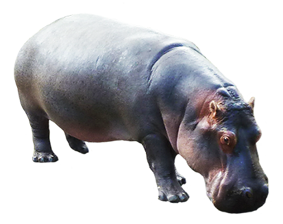 Hippopotamus Picture PNG Image