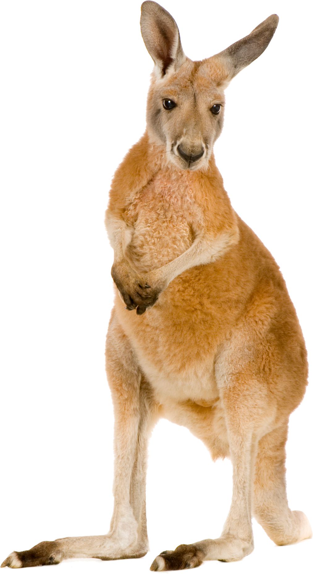 Kangaroo Free Png Image PNG Image