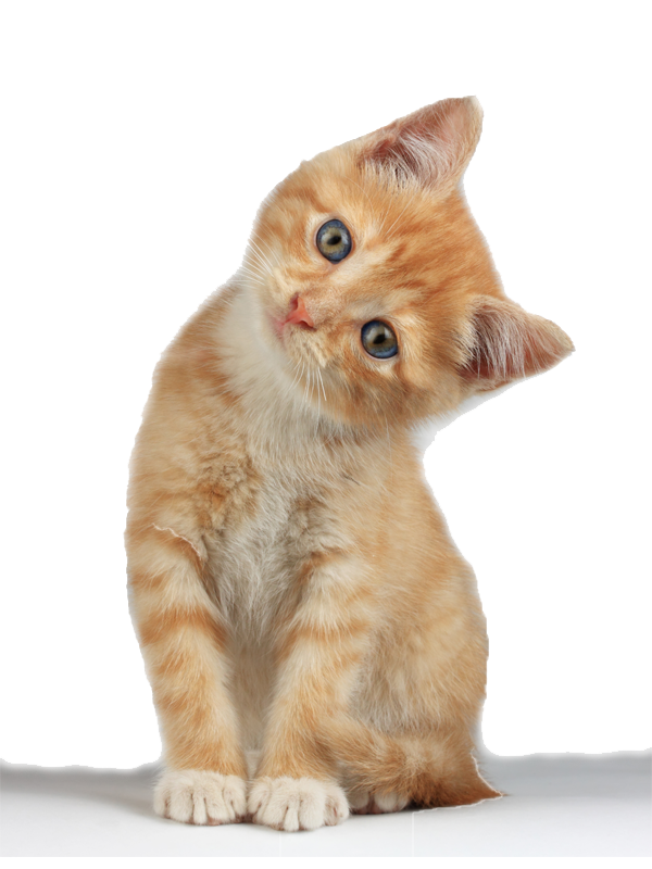 Kitten Clipart PNG Image