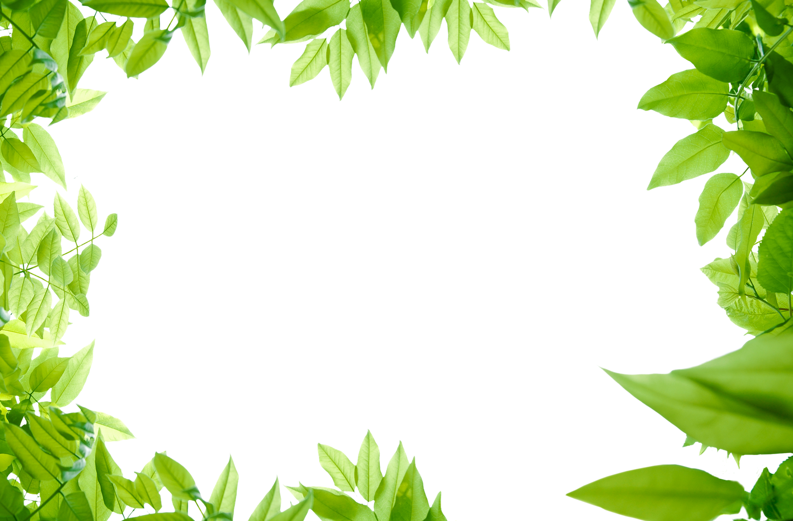 Green Leaves Photos PNG Image