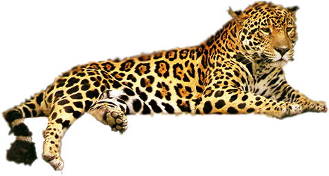 Leopard Free Download Png PNG Image