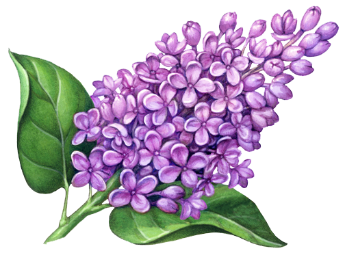 Lilac PNG Image