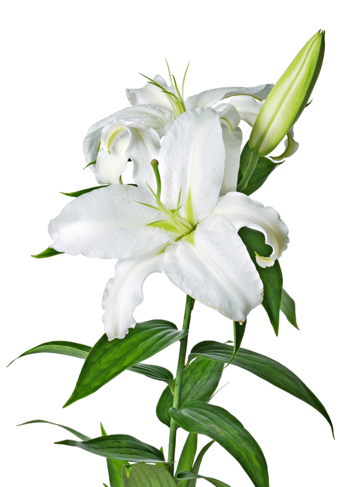 Lily Image PNG Image