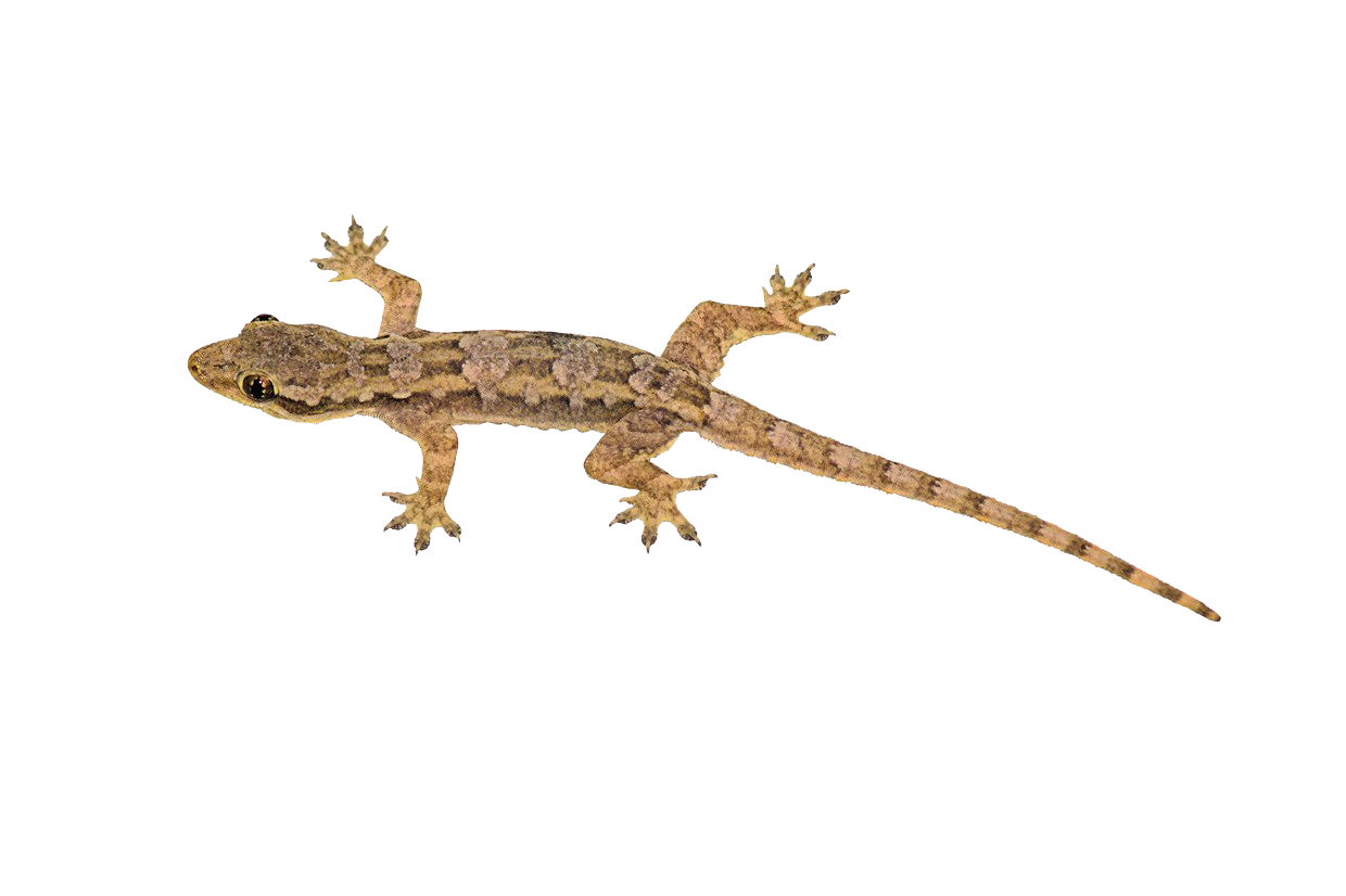 Lizard Transparent Image PNG Image