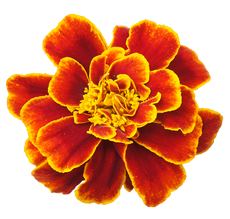 Marigold Clipart PNG Image